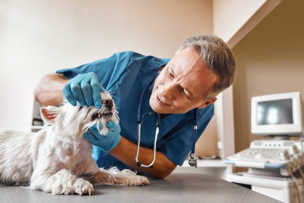 Best Emergency Wisdom Teeth Removal in Machias, WA
